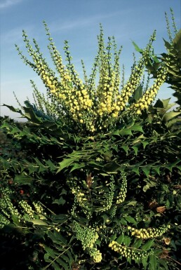 Mahonia × media 'Winter Sun' C20 40-60