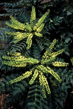 Mahonia × media 'Winter Sun' C20 40-60