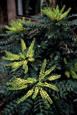 Mahonia × media 'Winter Sun' C20 40-60