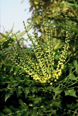 Mahonia × media 'Winter Sun' C20 40-60