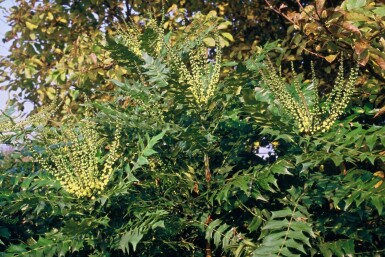 Mahonia × media 'Winter Sun' C20 40-60