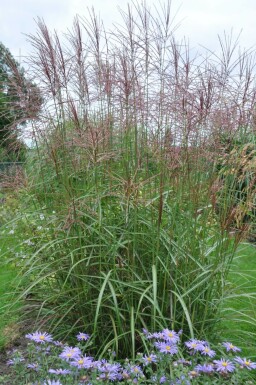 Chinees riet Miscanthus sinensis 'Ferner Osten' Pot Miscanthus sinensis 'Ferner Osten'