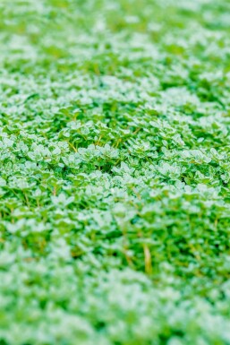 Geen afbeelding beschikbaar