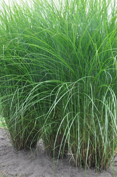 Prachtriet Miscanthus sinensis 'Gracillimus' Pot