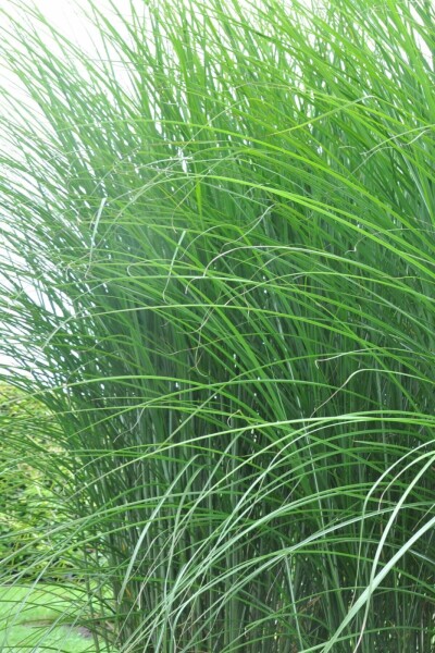 Prachtriet Miscanthus sinensis 'Gracillimus' Pot