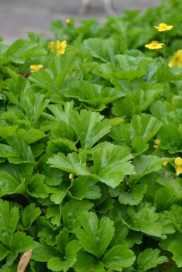 Geen afbeelding beschikbaar