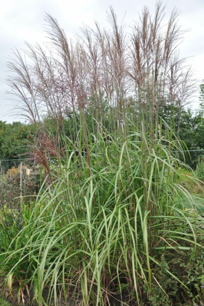 Japans sierriet Miscanthus sinensis 'Malepartus' Pot