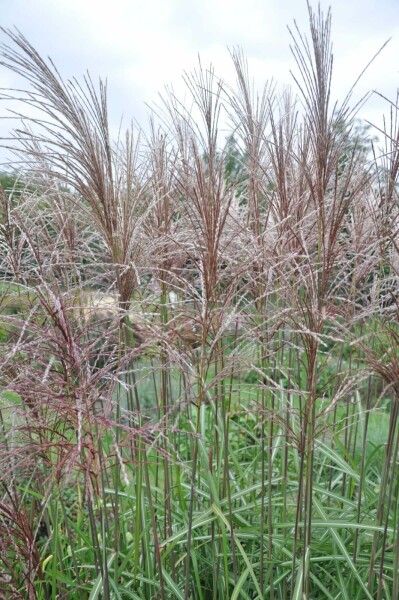 Japans sierriet Miscanthus sinensis 'Malepartus' Pot