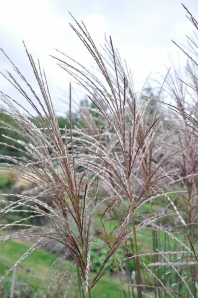 Japans sierriet Miscanthus sinensis 'Malepartus' Pot