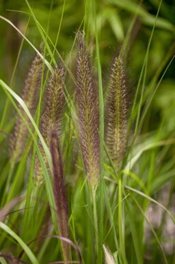 Pennisetum alopecuroides 'Red Head'