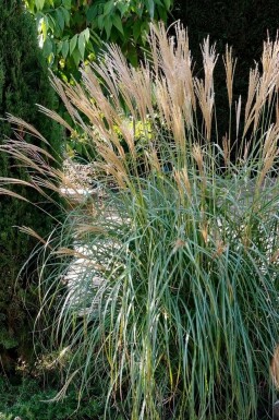 Prachtriet Miscanthus sinensis 'Yakushima Dwarf' Pot Miscanthus sinensis 'Yakushima Dwarf'