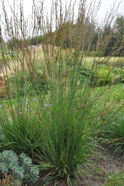 Molinia caerulea 'Heidebraut