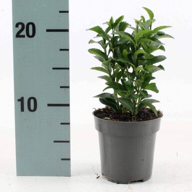 Euonymus japonicus 'Green Spire' struik 40-45 cm