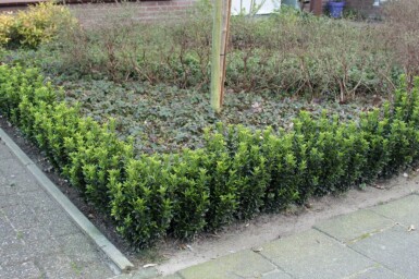 Euonymus japonicus 'Green Spire' struik 40-45 cm