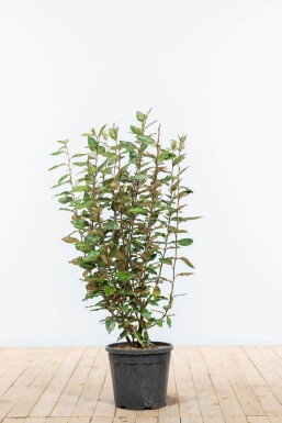 Olijfwilg Elaeagnus Ebbingei 80-100 cm