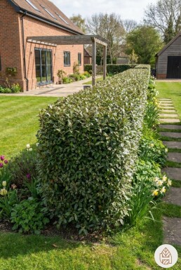 Olijfwilg Elaeagnus Ebbingei 125-150 cm