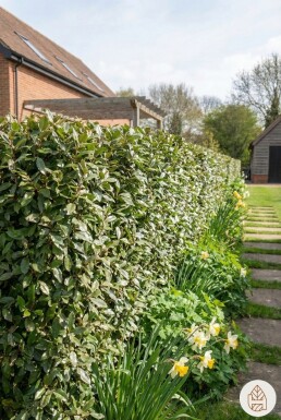 Olijfwilg Elaeagnus Ebbingei 175-200 cm