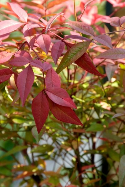Nandina domestica C5 40-50