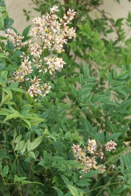 Hemelse bamboe Nandina domestica Pot Nandina domestica struik