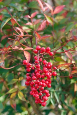 Nandina domestica C5 40-50
