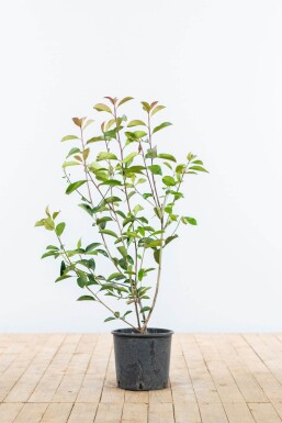 Glansmispel Photinia Fraseri Red Robin 80-100 cm