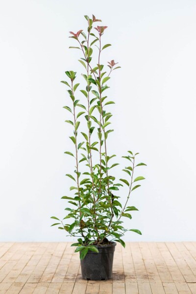 Glansmispel Photinia Fraseri Red Robin 125-150 cm