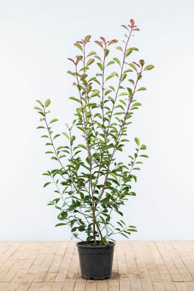 Glansmispel Photinia Fraseri Red Robin 150-175 cm