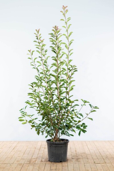 Glansmispel Photinia Fraseri Red Robin 175-200 cm