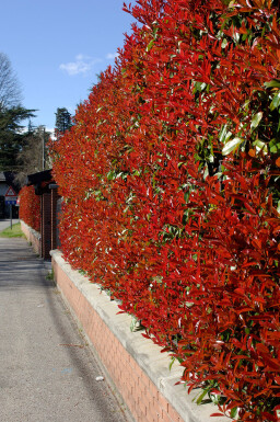 Glansmispel Photinia Fraseri Red Robin 175-200 cm