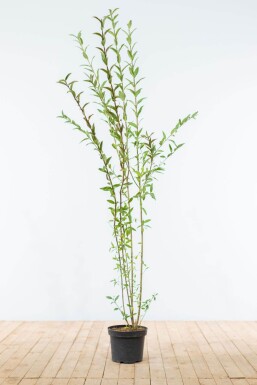 Liguster / Ligustrum Vulgare Wilde Liguster 150-175 cm