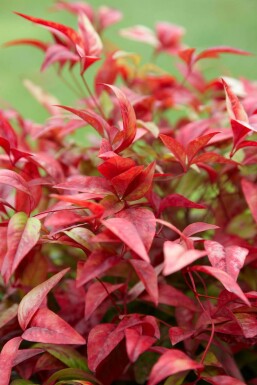 Hemelse bamboe Nandina domestica 'Firepower' Pot Nandina domestica 'Firepower' struik