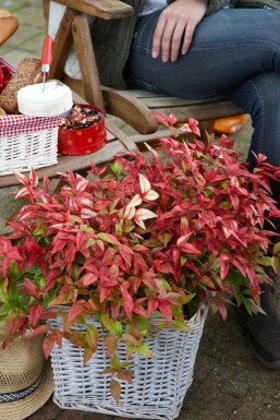 Nandina domestica 'Firepower' C5 35-40