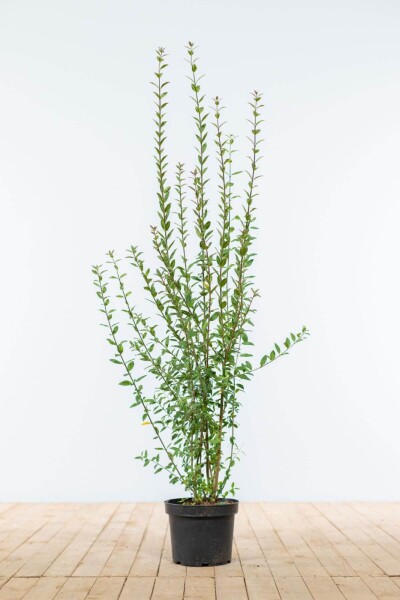 Liguster / Ligustrum Vulgare Atrovirens 80-100 cm