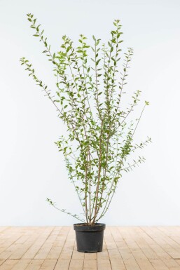 Liguster / Ligustrum Vulgare Atrovirens 100-125 cm