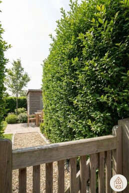 Liguster / Ligustrum Ovalifolium 60-80 cm