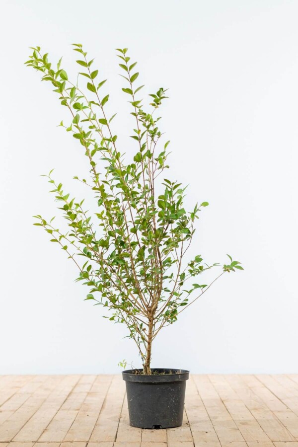 Haagliguster Haagliguster Ligustrum Ovalifolium Haag 100-125 pot | Heijnen Planten