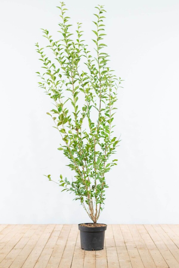 Haagliguster Haagliguster Ligustrum Ovalifolium Haag 175-200 pot | Heijnen Planten