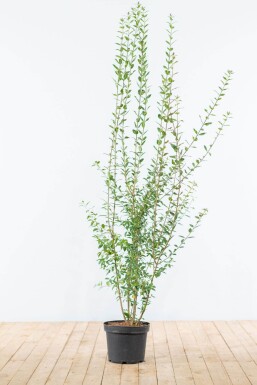 Liguster / Ligustrum Vulgare Atrovirens 125-150 cm