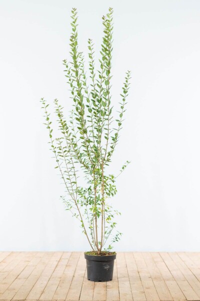 Liguster / Ligustrum Vulgare Atrovirens 150-175 cm