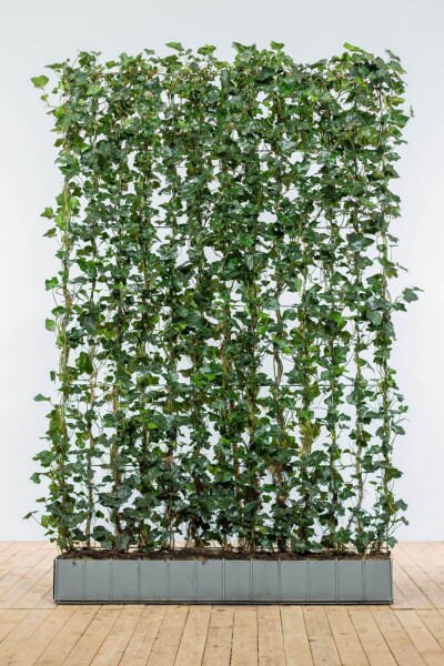 Klimop / Hedera Hibernica 200 cm