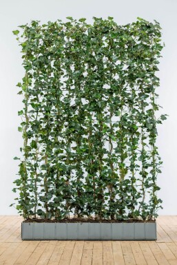 Klimop / Hedera Hibernica 120x30x180 cm - Haagelement