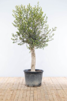 Olijfboom / Olea Europaea op stam 175-200 cm