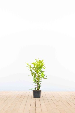 Laurierkers / Prunus Laurocerasus Rotundifolia 40-60 cm