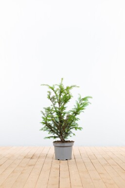 Taxus baccata haag 40-60 cm - Pot