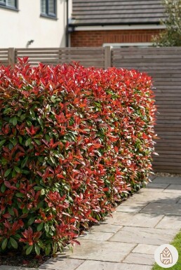 Glansmispel Photinia Fraseri Red Robin 200-225 cm - Pot