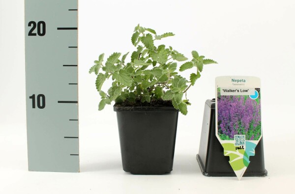 Kattekruid Nepeta faassenii 'Walker's Low' Pot