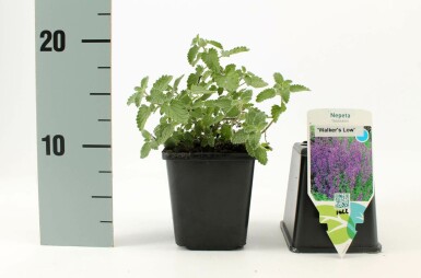 Kattekruid Nepeta faassenii 'Walker's Low' Pot Nepeta faassenii 'Walker's Low'