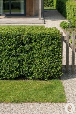 Chinese Hulst / Ilex Crenata Convexa 30-40 cm - Pot
