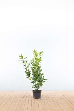 Laurierkers / Prunus Laurocerasus Caucasica 80-100 cm - Pot