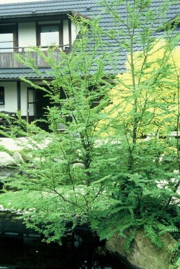 Schijnbeuk Nothofagus antarctica Pot Nothofagus antarctica struik